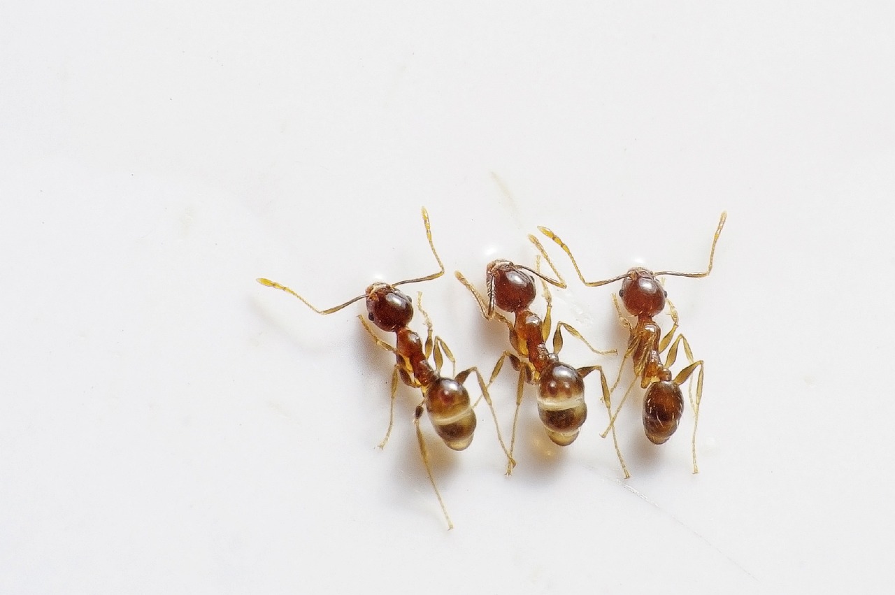 Easy DIY Ant and Fruit Fly Control for Your Home